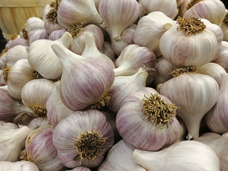 pile of garlic at Garlic Festival in Sudbury